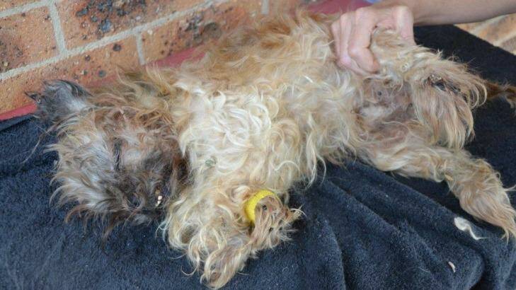 The RSPCA were forced to put "Lucky" down after finding him with flystrike last year. Photo: Supplied by RSPCA