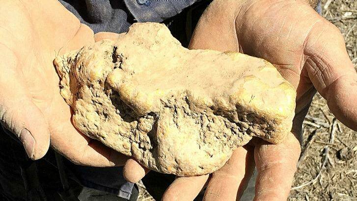 The freshly unearthed gold nugget.  Photo: Supplied