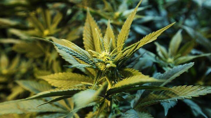 A marijuana compound could be used to treat schizophrenia and psychosis, scientists say.