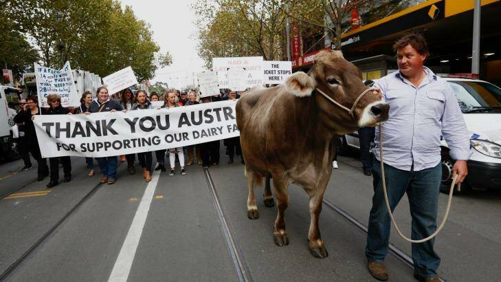 A dairty cow called Sary led the way as Victorian farmers marched from Federation Square to Parliament House. Photo: Eddie Jim