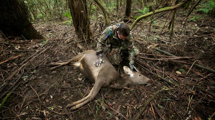 Rhys Coote and a culled deer. Photo: Jason South