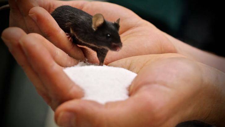 A mouse with a taste for salt. Photo: Florey Institute