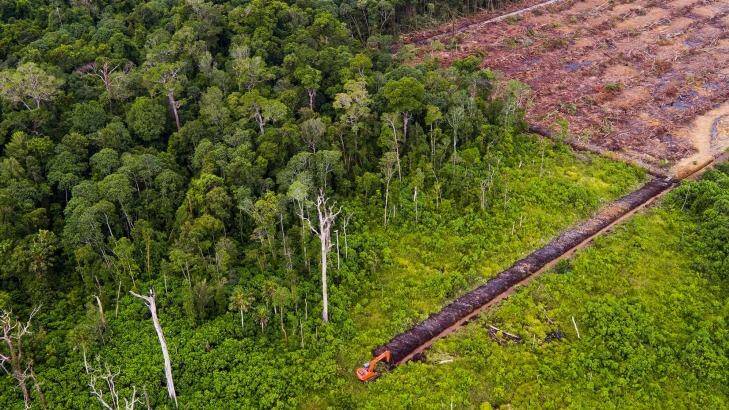 Deforestation in the Leuser Ecosystem in August.  Photo: Paul Hilton for Rainforest Action Network/Leonardo DiCaprio Foundation