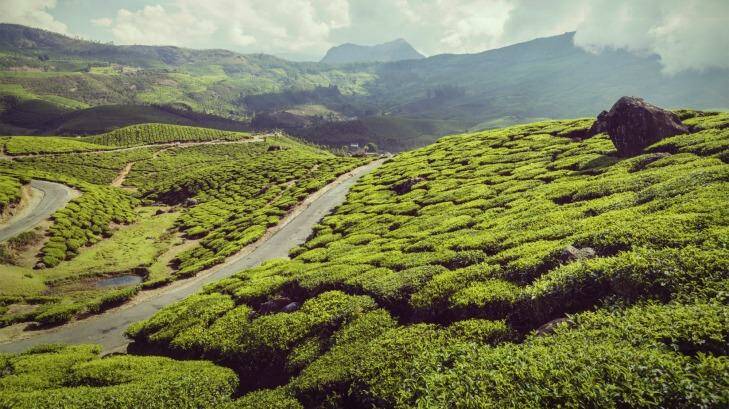 Vintage retro hipster-style travel image of Kerala with green tea plantations in mountains in Munnar. Photo: Dmitry Rukhlenko