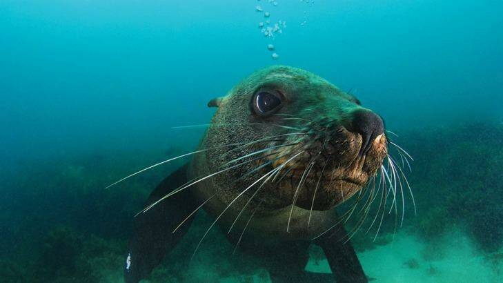An Australasian fur seal in Port Phillip Bay. Photo: Sheree Marris