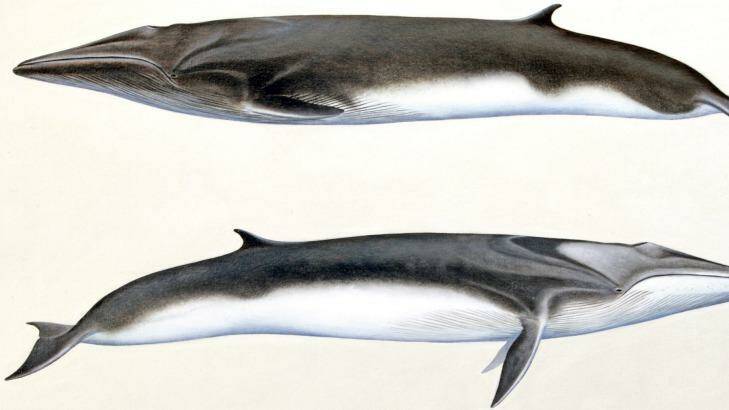 Artist's impression of the fin whale, which can grow to 27 metres in length. Photo: Museum Victoria