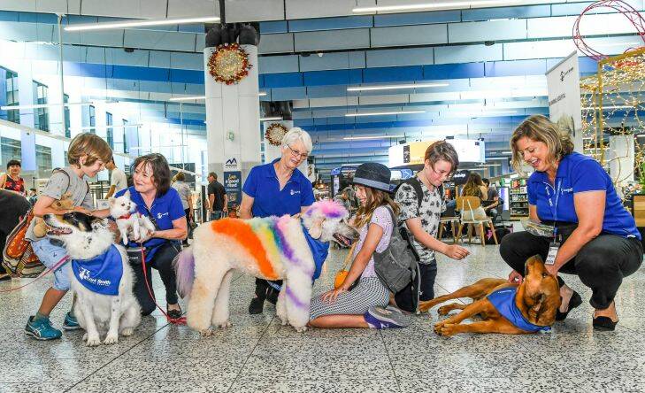 The Age, News, 22/12/2017, photo by Justin McManus.  Therapy dogs provided by Lort Smith for people who are nervous to fly. Kids and volunteers from Lort Smith with Pearl (Wire haired) Lulu (Chichuahua), Amity (Poodle) and Bastien (Brown dog) and volunteers from Lort Smith before their flight at Terminal four Tullamarine.