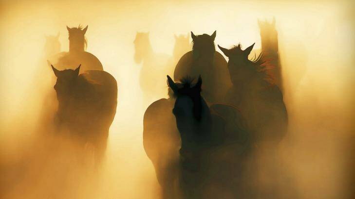 High country horses running in the mist. Photo: Peter Walton 