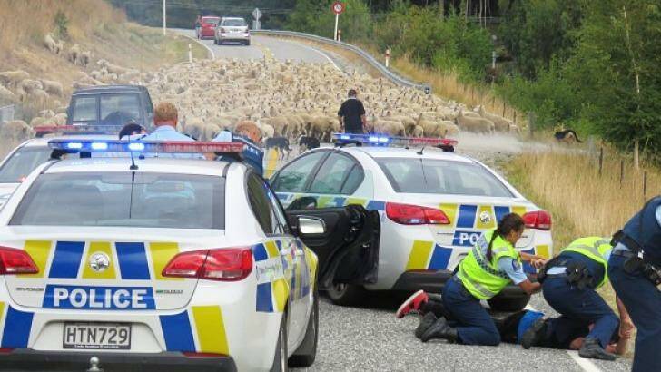 A flock of sheep stop a driver after a 90-minute police pursuit. Photo: Che Baker