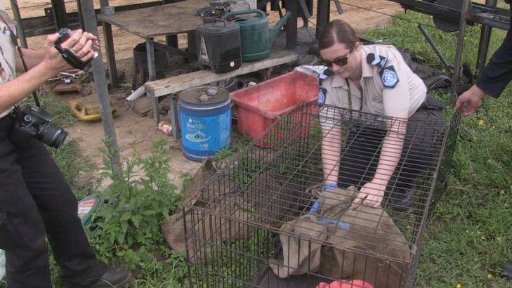 A photo from an RSPCA raid in Queensland. Photo: RSPCA Queensland