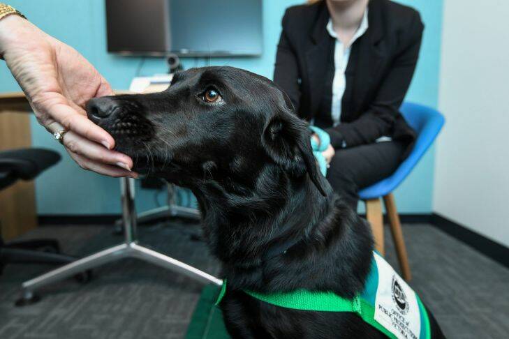 The Age, News, 05/12/2017, photo by Justin McManus. Support dog named 'Coop' who provides comfort to victims of sexual assault while they give evidence in court hearing and trials. The dog sits at the feet of victims while they give video evidence from a remote room.