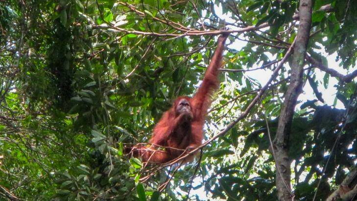 An orang-utan in the Gunung Leuser National Park on Sumatra. Photo: Penny Stephens