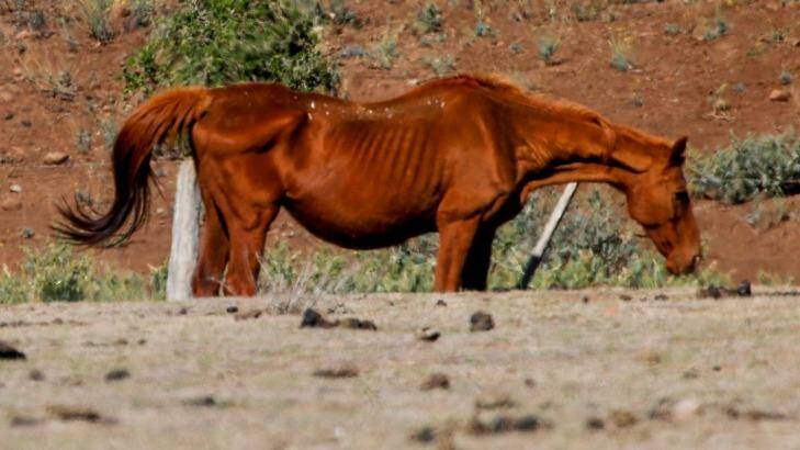 Twenty-two  horses were found dead on the property and 20 others were suffering from malnutrition.  Photo: Eddie Jim