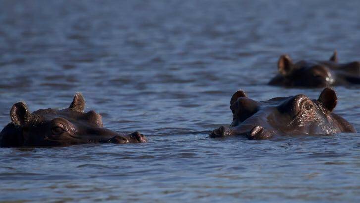 Hippos lurking in a river. The massive creatures can be deadly. Photo: Supplied