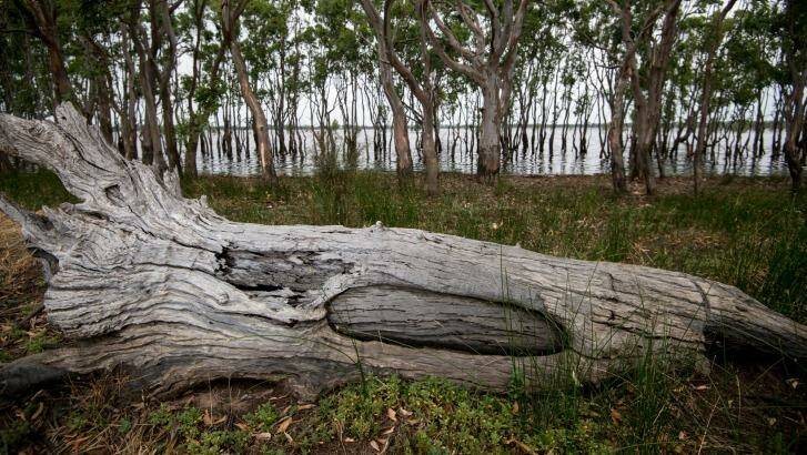 Dja Dja Wurrung descendant Jida Murray Gulpilil is rescuing this tree and donating it to the Boort Hospital. Photo: Penny Stephens