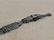 A large crocodile has been blamed for killing a teenage boy in far north Queensland. (Richard Wainwright/AAP PHOTOS)