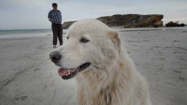 Oddball, the maremma that saved a penguin colony, captured the hearts of the nation.