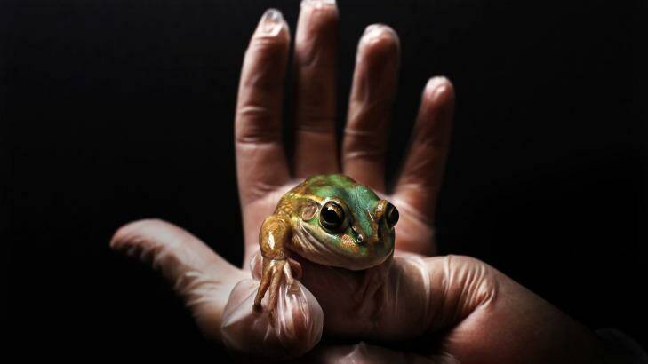 The Green and golden bell frog. Photo: Nick Moir