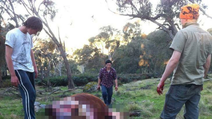 Police are searching for three men suspected of illegally killing a steer Photo: Victoria Police