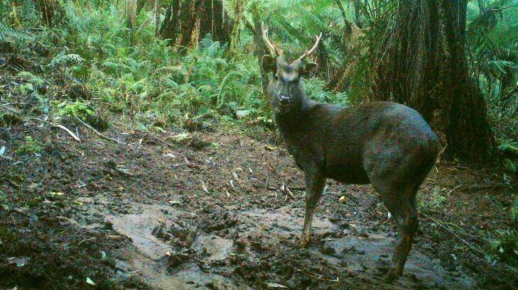 A Sambar Deer stag caught by infra-red camera in the Dandenong Ranges National Park in winter 2013. Photo: Alex Maisey
