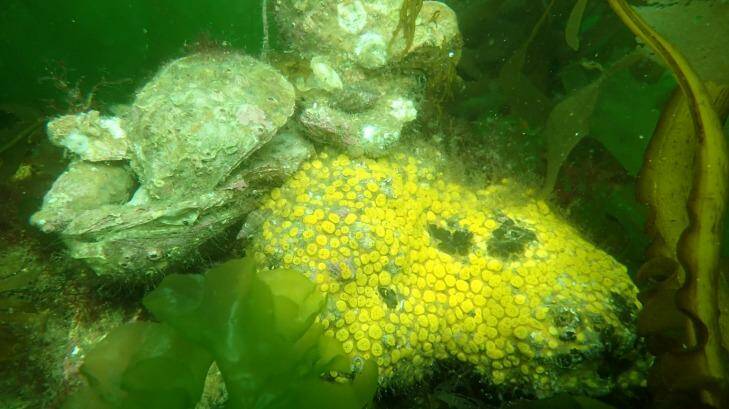 An Angasi or native flat oyster and a sea sponge. Photo: supplied/The Nature Conservancy