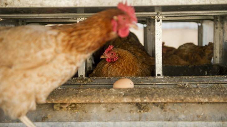 Chicken producer Inghams Group is preparing for its initial public offering.  Photo: Jay Cronan