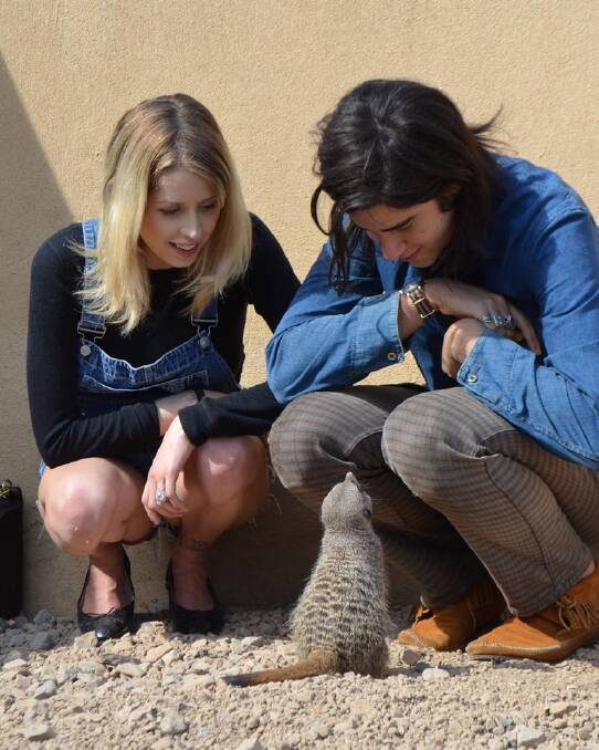 A heavily pregnant Peaches Geldof and her husband Thomas Cohen meet the Zoo's mob of meerkats during a visit to ZSL London Zoo in 2013. Photo: Handout