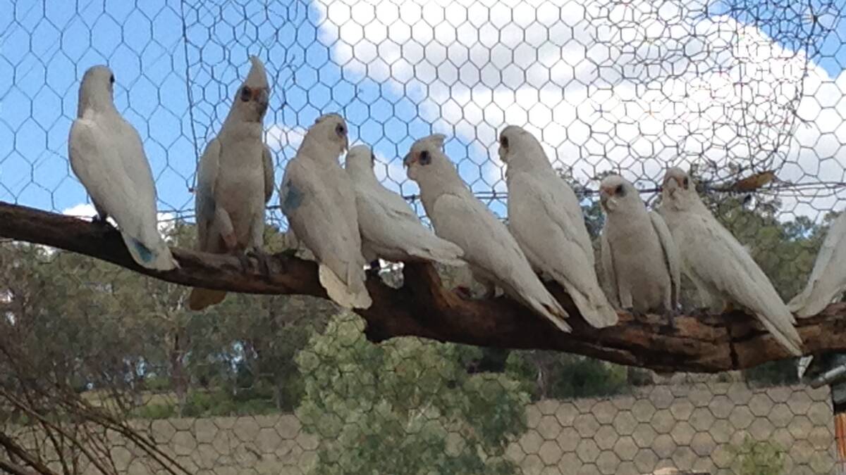 A group of corellas among the survivors being cared for by WIRES volunteers.  Photo: Helen Swan