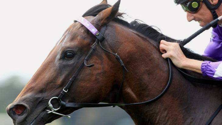 Travel happy: Queensland horse Whittington will run in Melbourne on Saturday. Photo: Jenny Evans