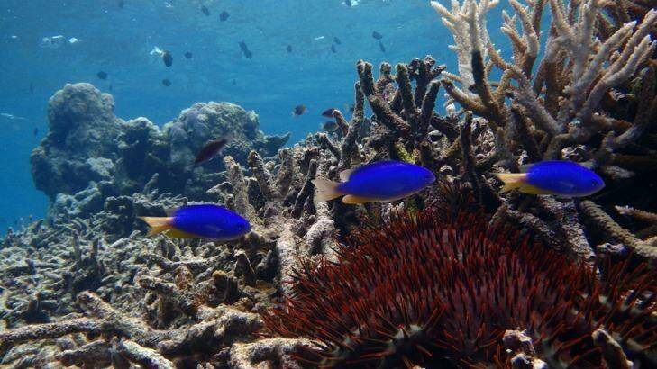 Damselfish in distress: Degraded habitat in the northern part of the Great Barrier Reef. Photo: Supplied