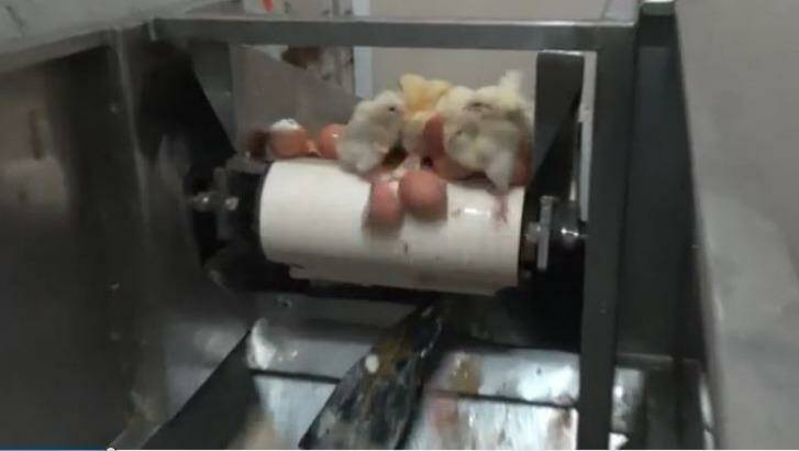 Male chicks drop to their deaths at a Specialised Breeders Australia facility in Victoria. Photo: Animal Liberation