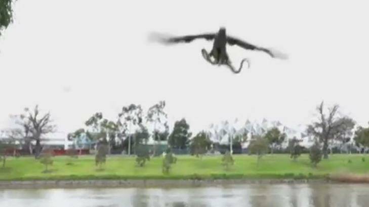 Real or fake? Hawk throws a snake at family enjoying lunch by the Yarra River.  Photo: 3AW