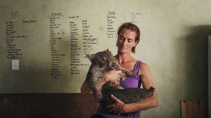 WOMBAT THREAT: Sleepy Burrows Wombat Sanctuary owner Donna Stepan with rescued wombat Chance. Photo: Rohan Thomson