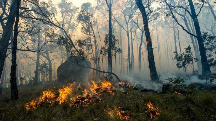 The Lancefield fire in Cobaw Forest. Photo: Justin McManus