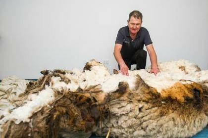 Shearer Ian Elkins with the over 40kg (world record breaking) fleece at the RSPCA.  Photo: Rohan Thomson