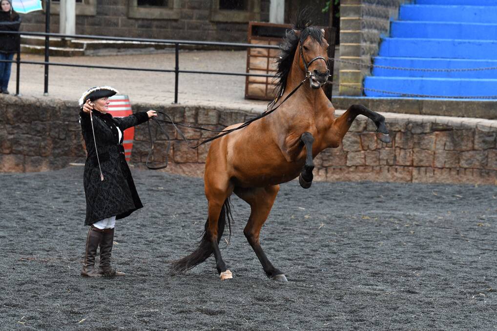 ON SHOW: Amanda Massie and Jindara Kalypso take to the arena at Kryal Castle's Baroque Horse Festival impressing spectators despite the rain. Picture: Kate Healy
