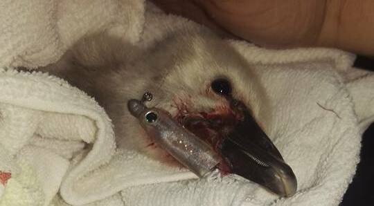 This cygnet was injured by a fishing lure on Lake Wendouree, but is doing well. Rescuer Cherie Reid hopes to reunite it with its family once it has fully recovered.