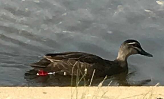 A photo of the injured duck on Lake Wendouree from a passerby.