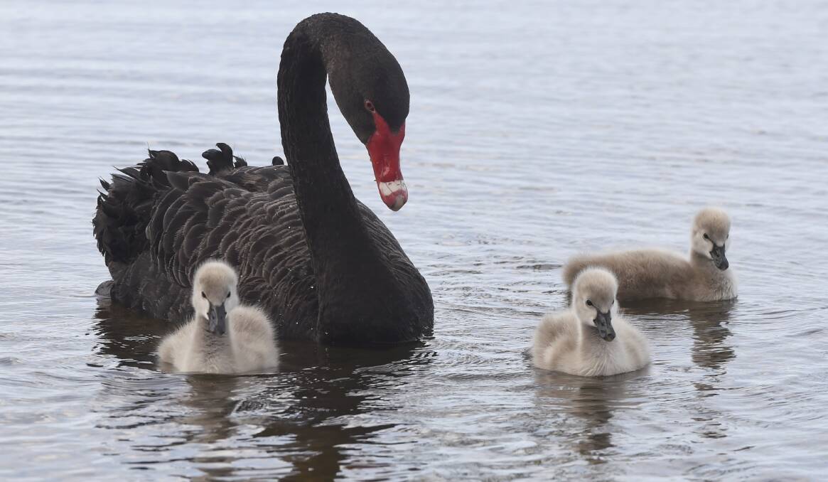 Cygnets spotted at Lake Wendouree
