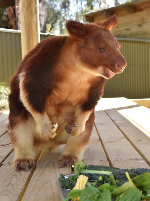 Salsa the Goodfellow tree kangaroo settles into her new home at Ballarat Wildlife Park 