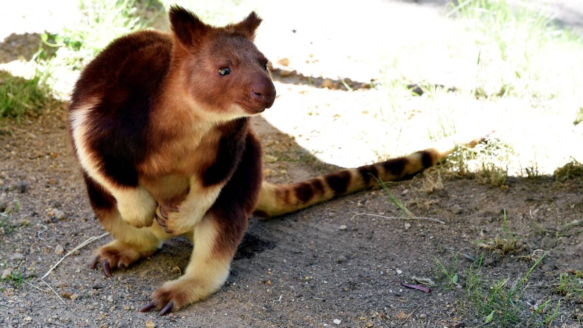 HOT STUFF: Newly arrived Goodfellow tree kangaroo "Salsa" settles into her new surroundings at the Ballarat Wildlife Park. PIC: Jeremy Bannister 
