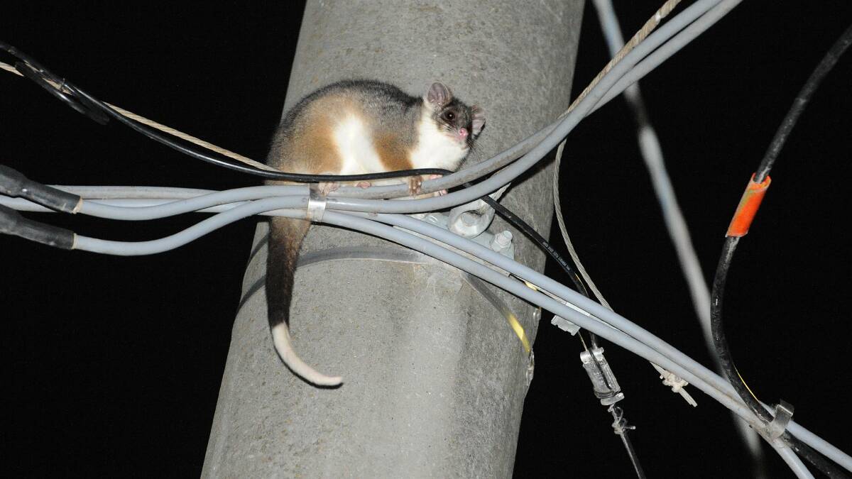 Did you lose power last night? This guy is to blame. PICTURE: KATE HEALY