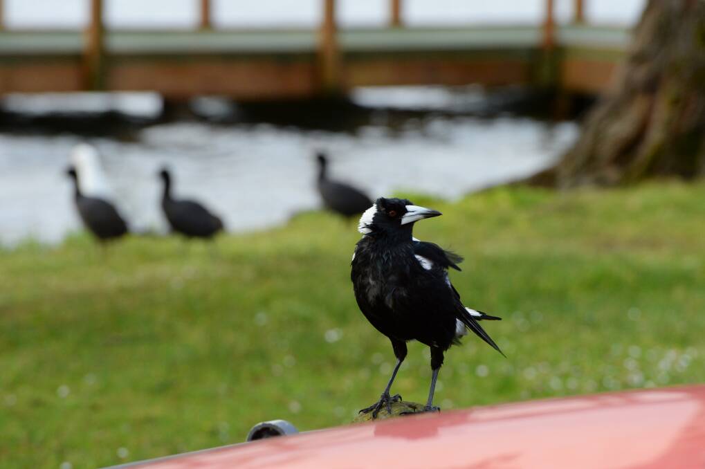Cold: A magpie braves the wintry blast at Lake Wendouree. PICTURE: KATE HEALY