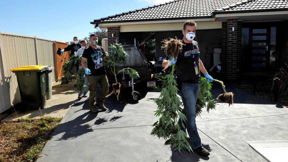 Haul: Divisional Response Unit members remove the marijuana plants that were found in an empty house in Canadian. PICTURES: JEREMY BANNISTER