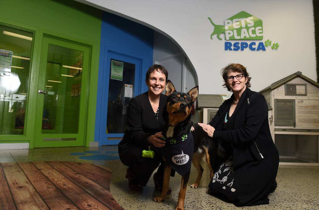 Puppy farm closure: Agriculture Minister Jaala Pulford, left, and RSPCA Victoria CEO Dr Liz Walker discuss plans to eradicate illegal puppy farms in the region. PICTURE: JUSTIN WHITELOCK