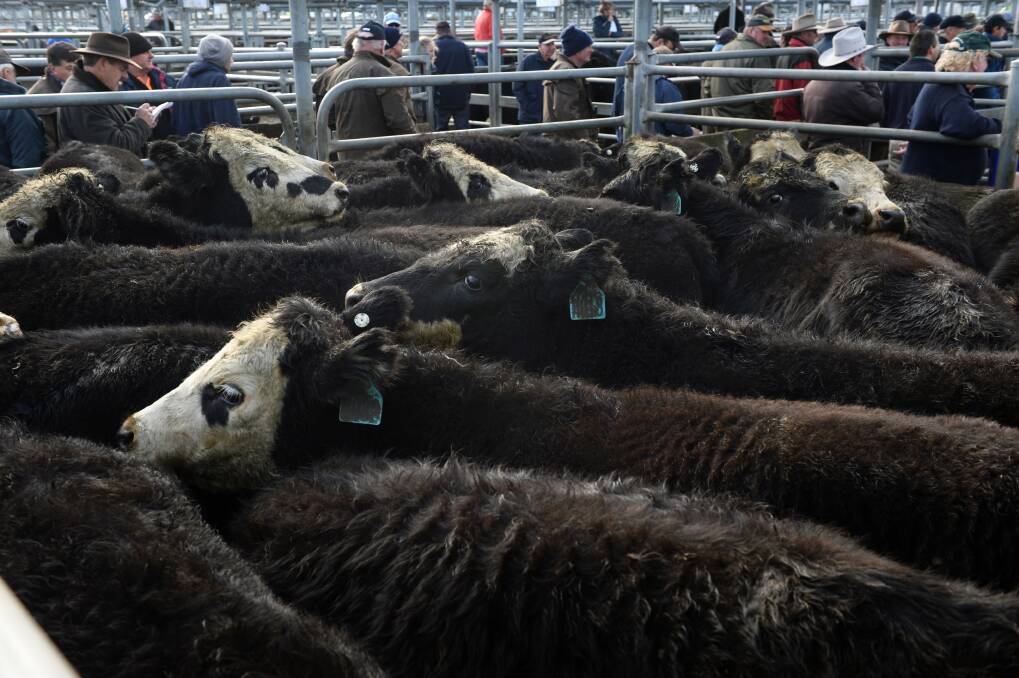 Saleyards could go to panel