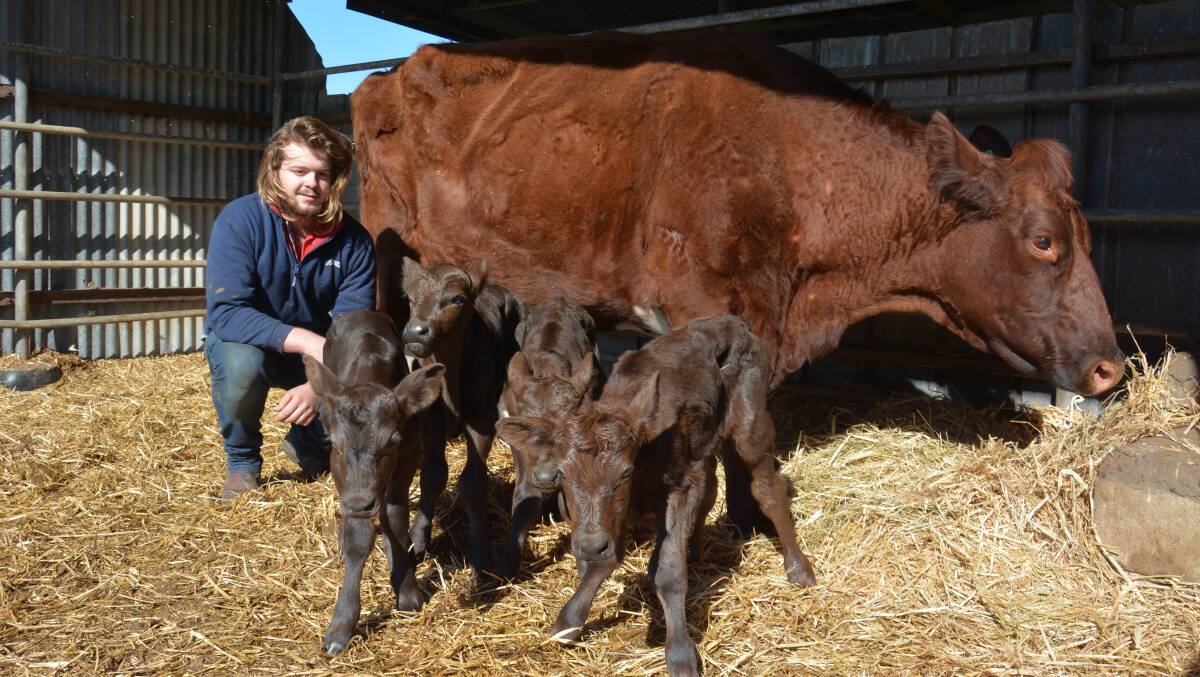 Four handfuls: Jervois dairy farmer Rupert Gazzola checks on his 12-hour-old quadruplet Illawarra-Murray Grey calves last week.