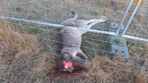 The dead kangaroo found under fencing at Gungaderra Grasslands in Crace. Photo: Supplied 
