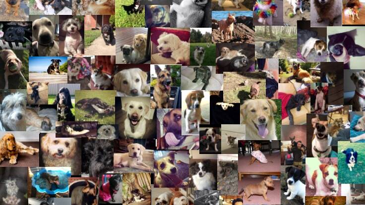 Dogs submitted to The Courier on Facebook as part of World Dog Day. All dogs are in alphabetical order. Click through to find your furry friend.