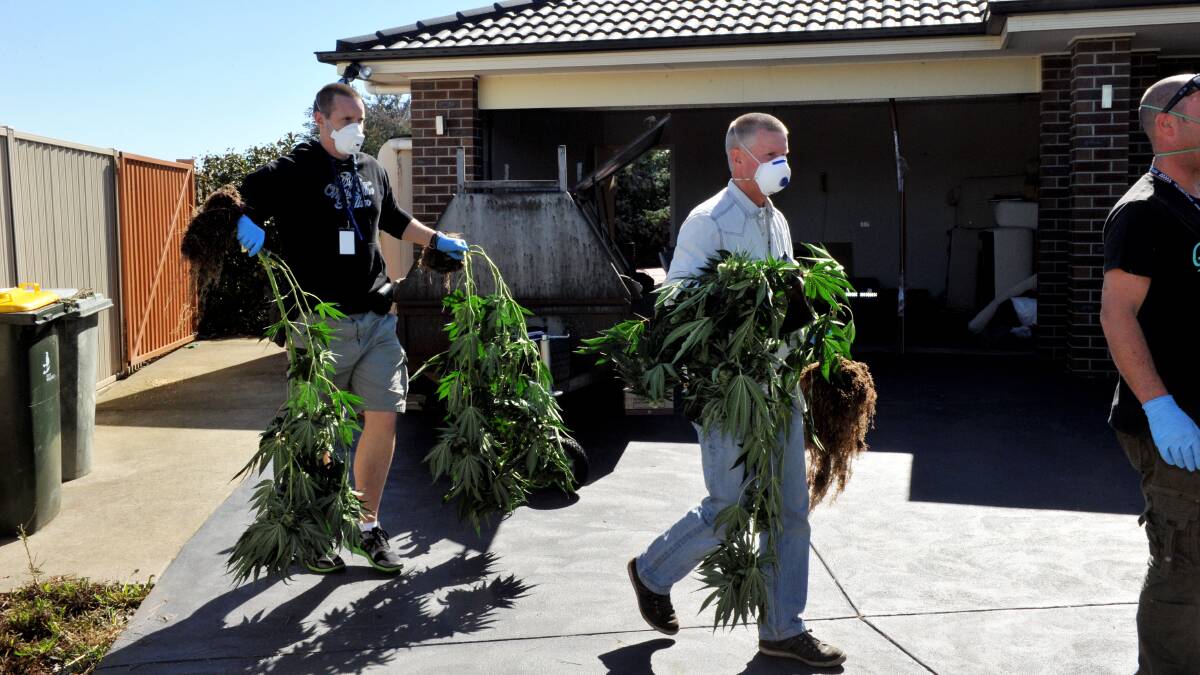 Police from Ballarat's divisional response unit sieze large ammounts of cannabis on Friday. Picture: Jeremy Bannister